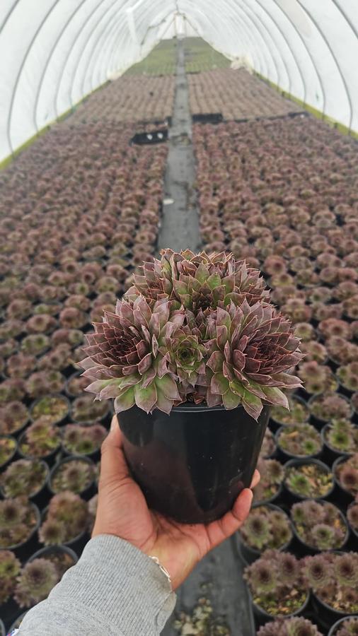 Sempervivum 'Black'