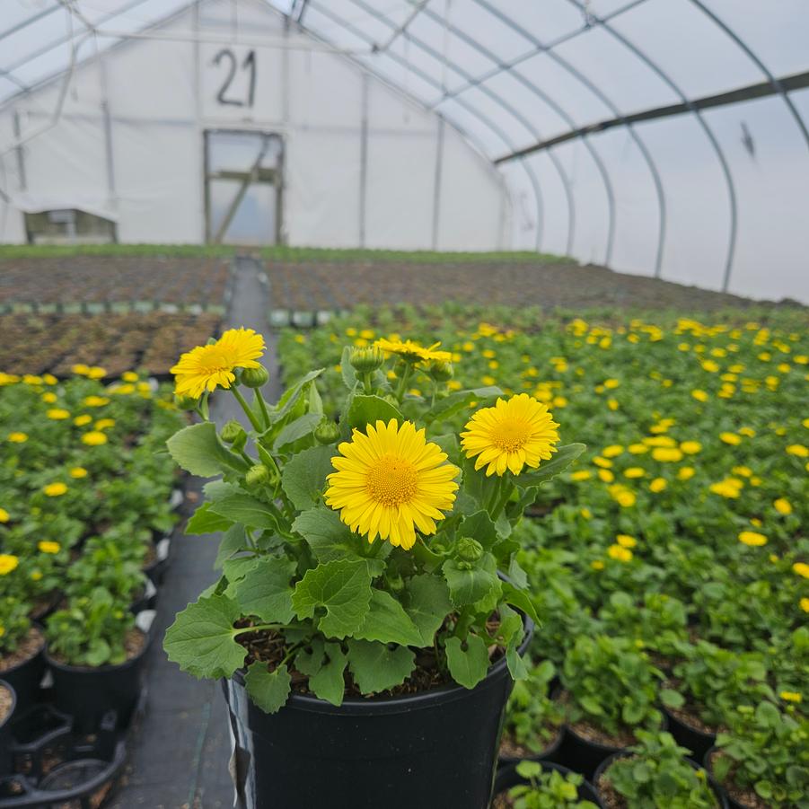 Doronicum orientale Leonardo™ Compact