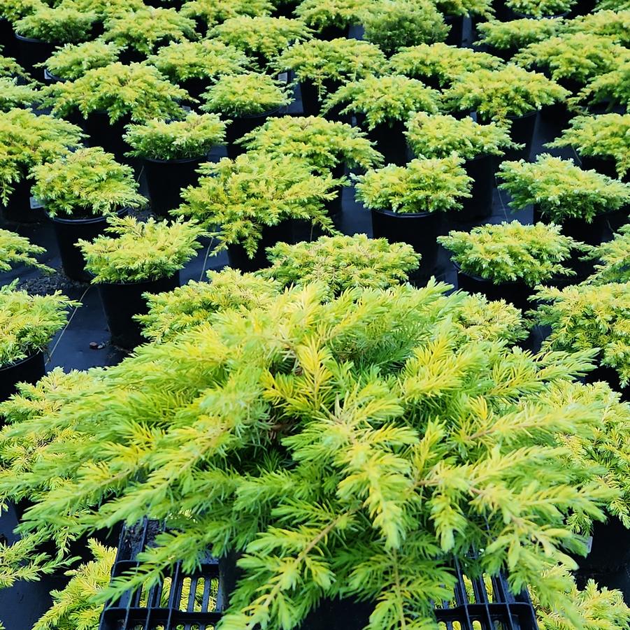 Juniperus conferta Golden Pacific™