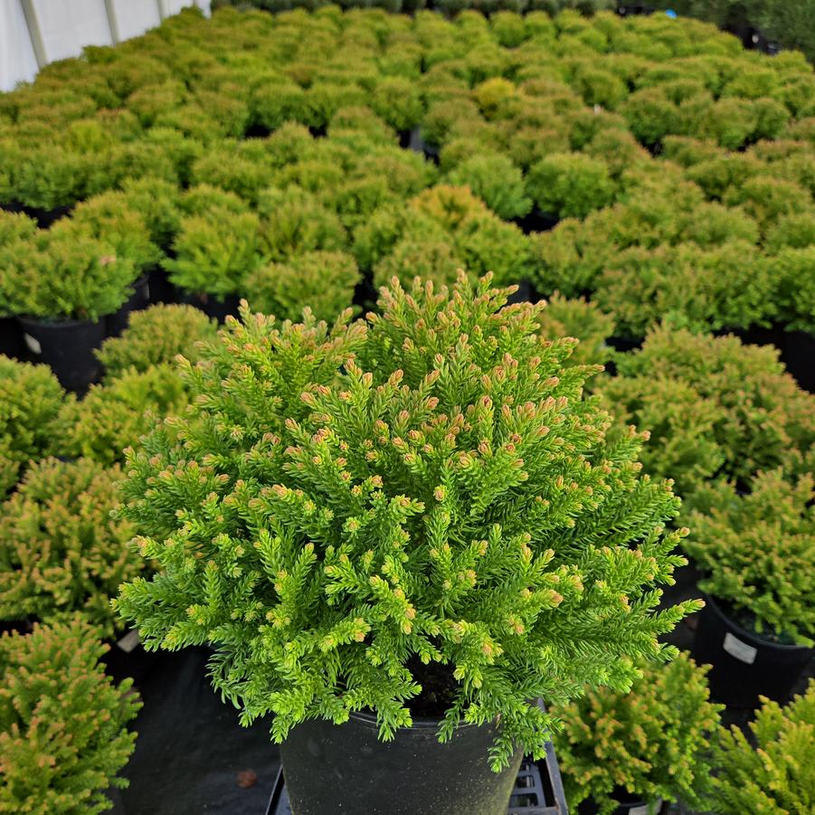 Cryptomeria japonica Dragon Prince™