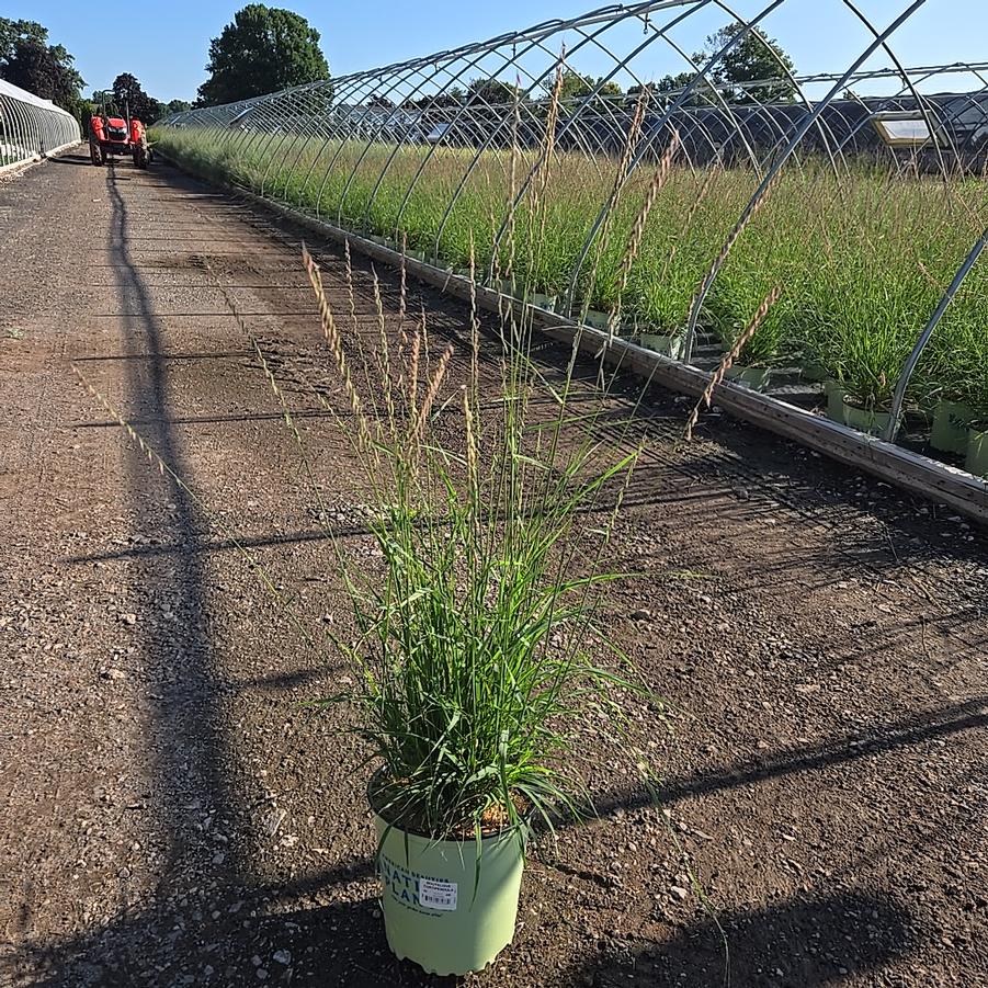 Bouteloua curtipendula 