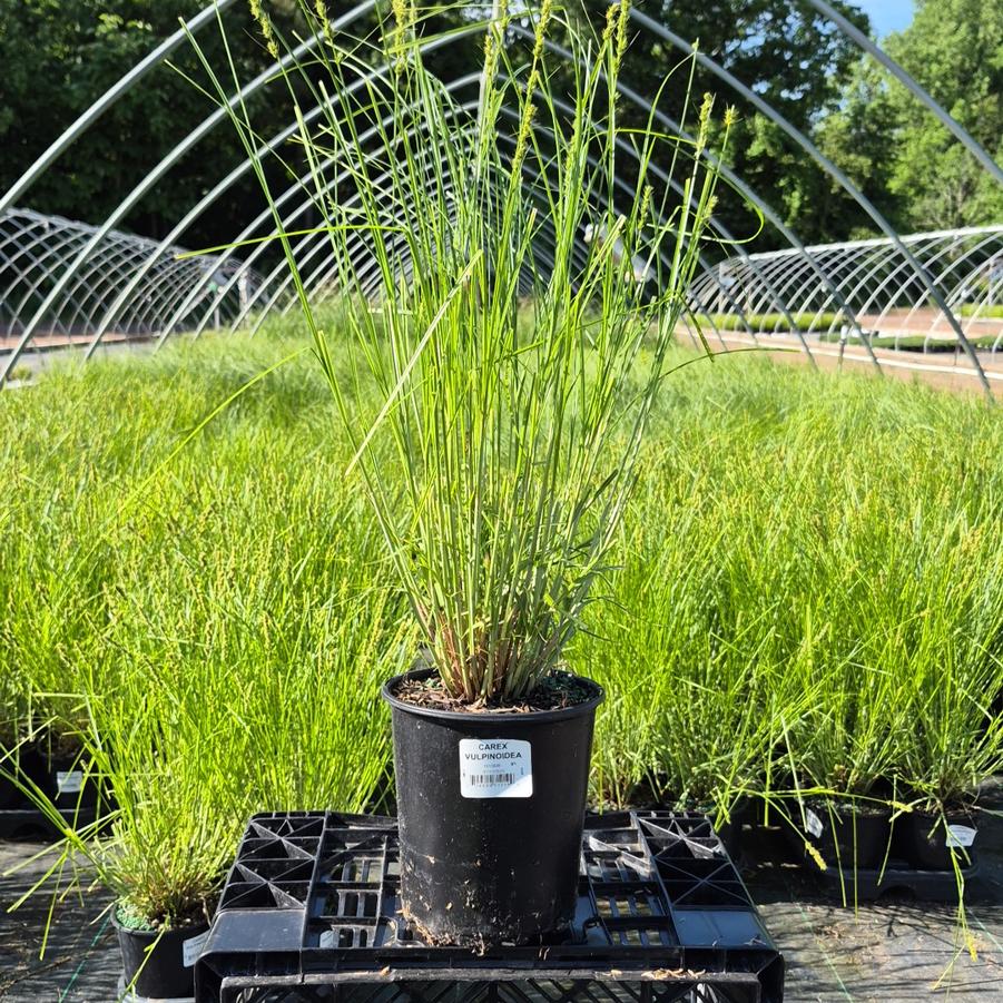 Carex vulpinoidea 