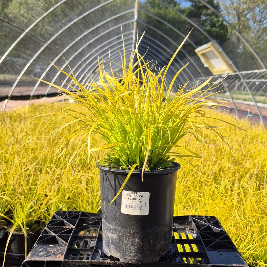 Carex oshimensis EverColor® Everillo