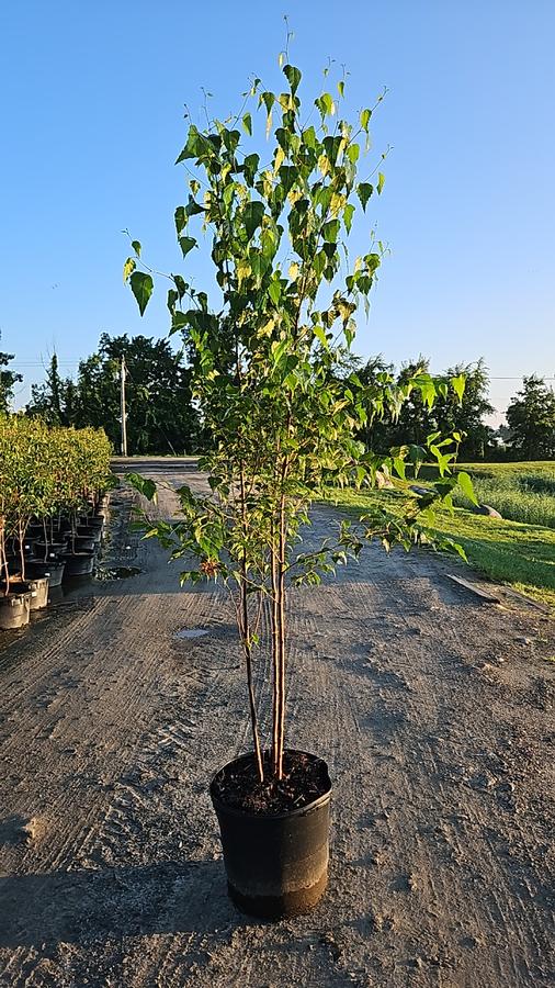 Betula populifolia 'Whitespire'