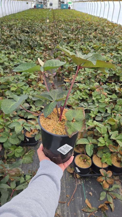 Helleborus Frostkiss® 'Glenda's Gloss'