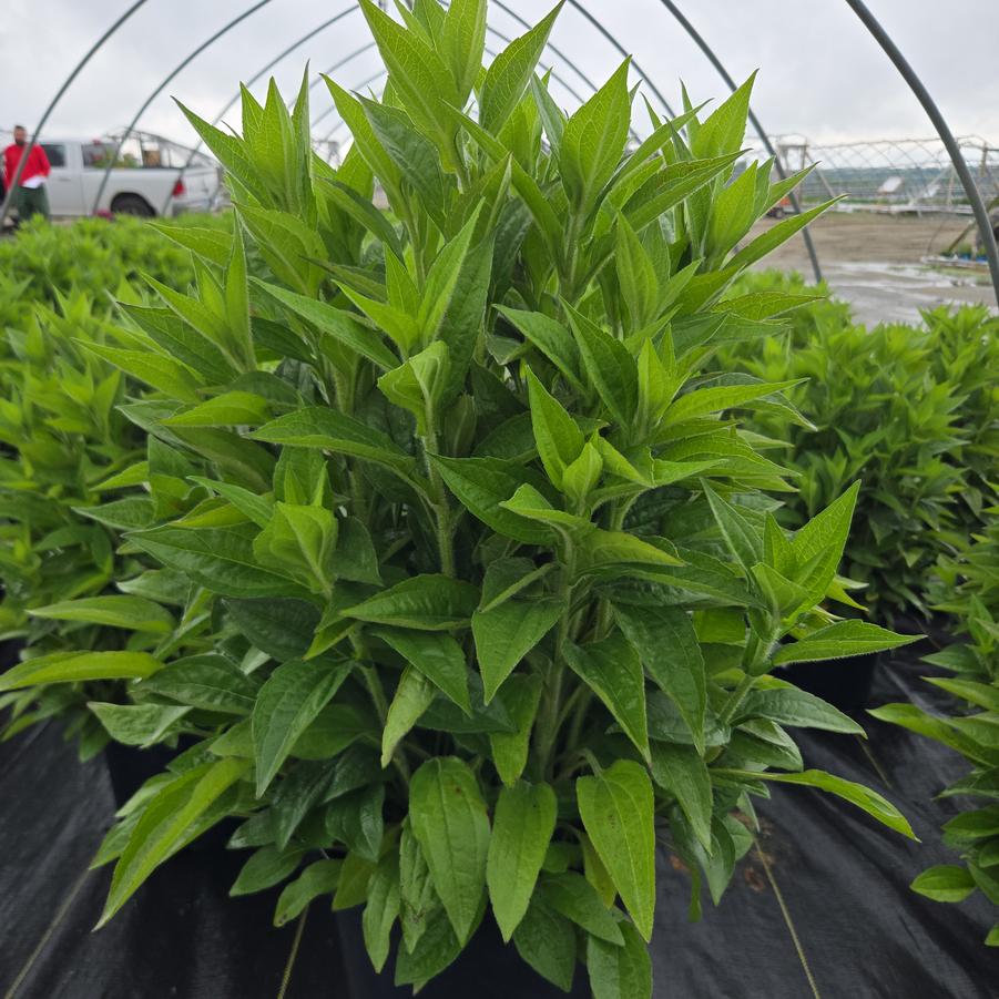Rudbeckia fulgida deamii 