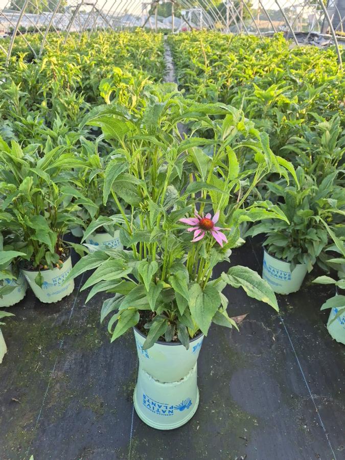 Echinacea purpurea 'Prairie Splendor'
