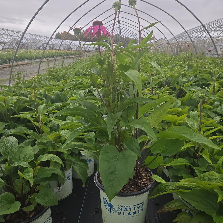 Echinacea purpurea 'Ruby Star'