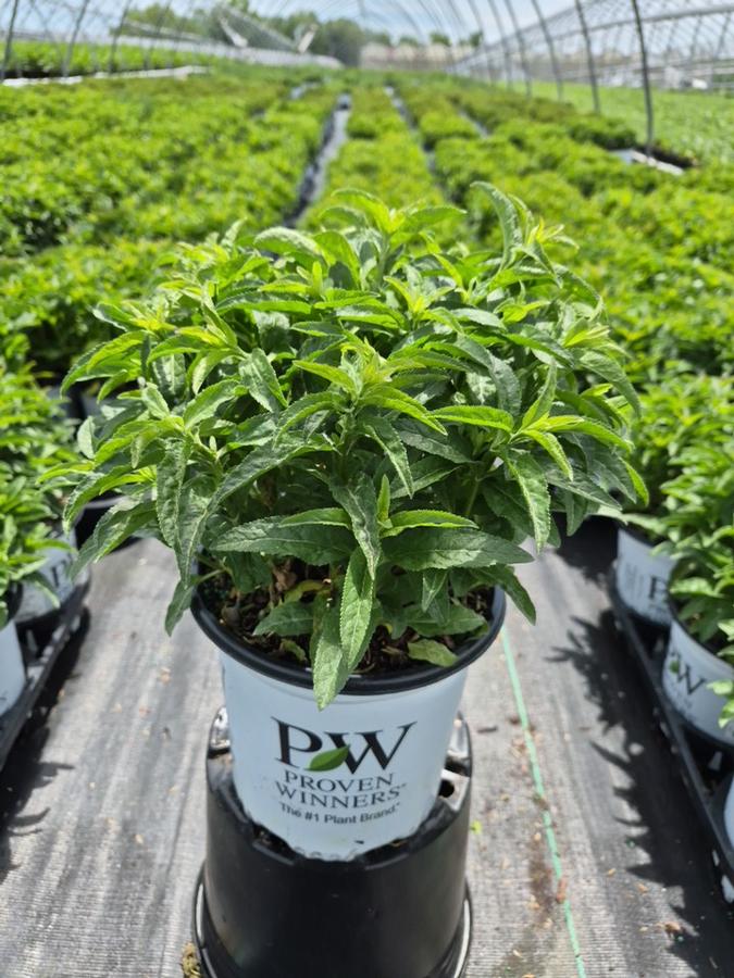 Veronica x Magic Show® 'Purple Illusion'