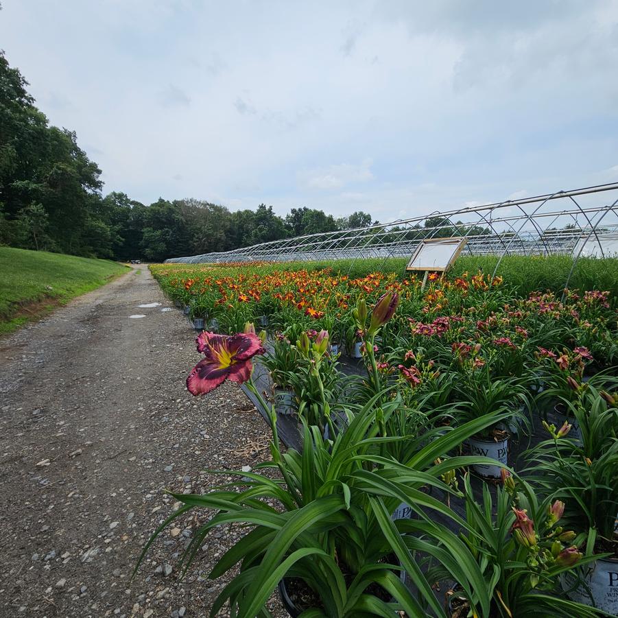 Hemerocallis hybrid Rainbow Rhythm® 'Storm Shelter'