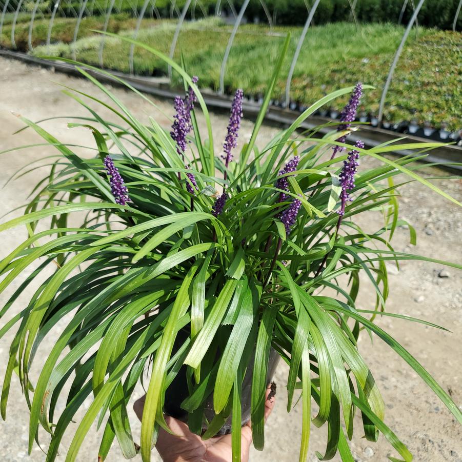 Liriope muscari 'Royal Purple'