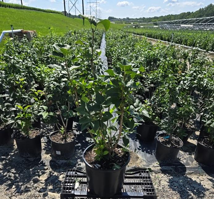 Syringa vulgaris 