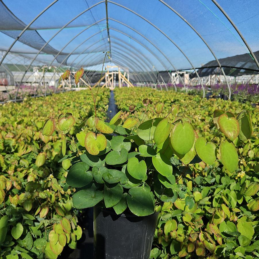 Epimedium versicolor Sulphureum