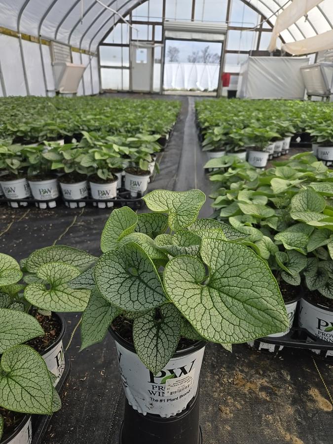 Brunnera macrophylla 'Queen of Hearts'