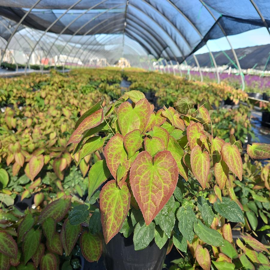 Epimedium x rubrum