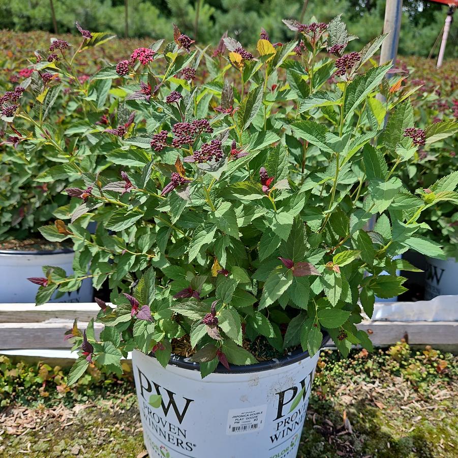 Spiraea x Double Play Doozie®