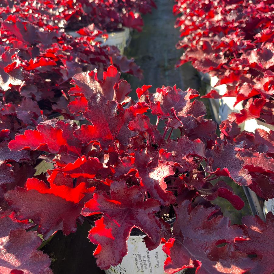 Heuchera hybrid Dolce® 'Cherry Truffles'