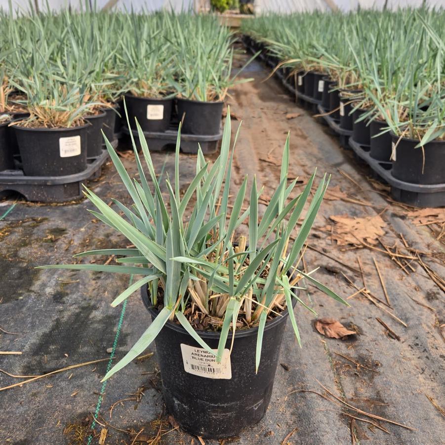 Leymus arenarius 'Blue Dune'