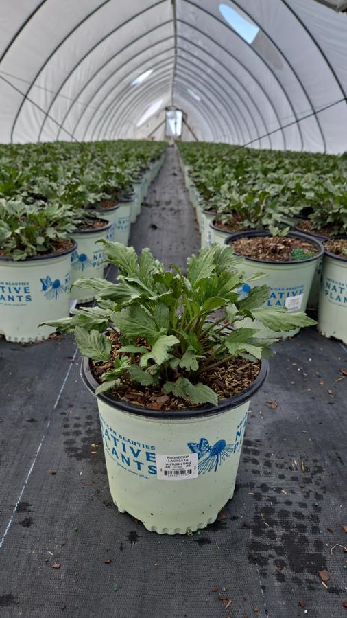 Rudbeckia lacinata 'Autumn Sun'