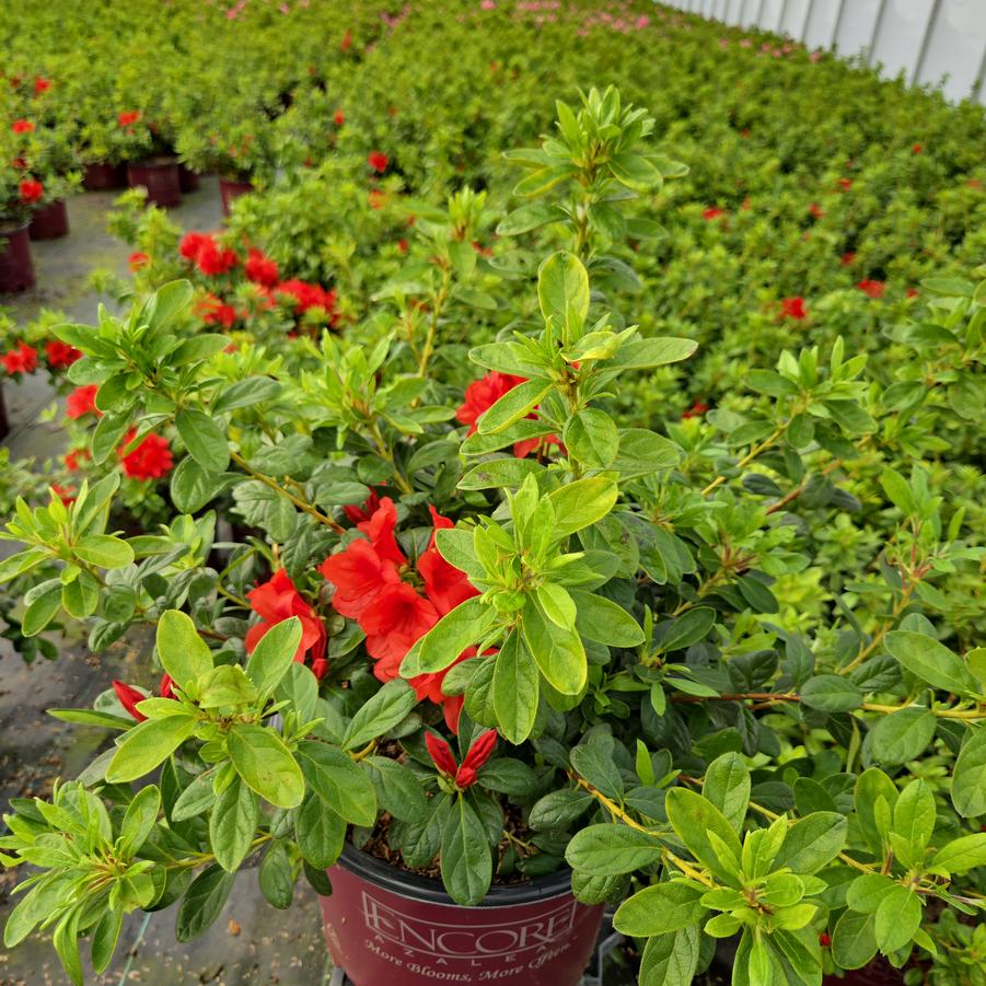 Azalea x Encore® Autumn Bravo®