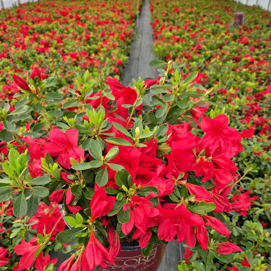 Azalea x Encore® Autumn Bonfire®
