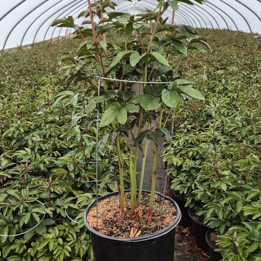 Paeonia lactiflora 'Red Sarah Bernhardt'