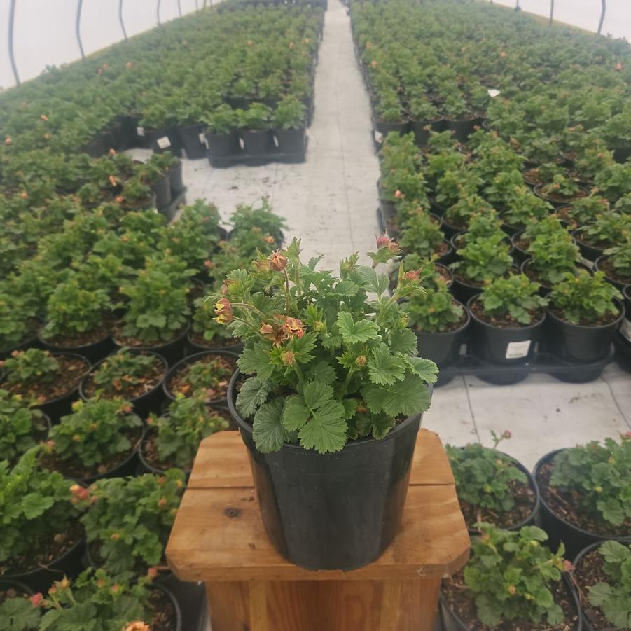 Geum Pretticoats™ Peach