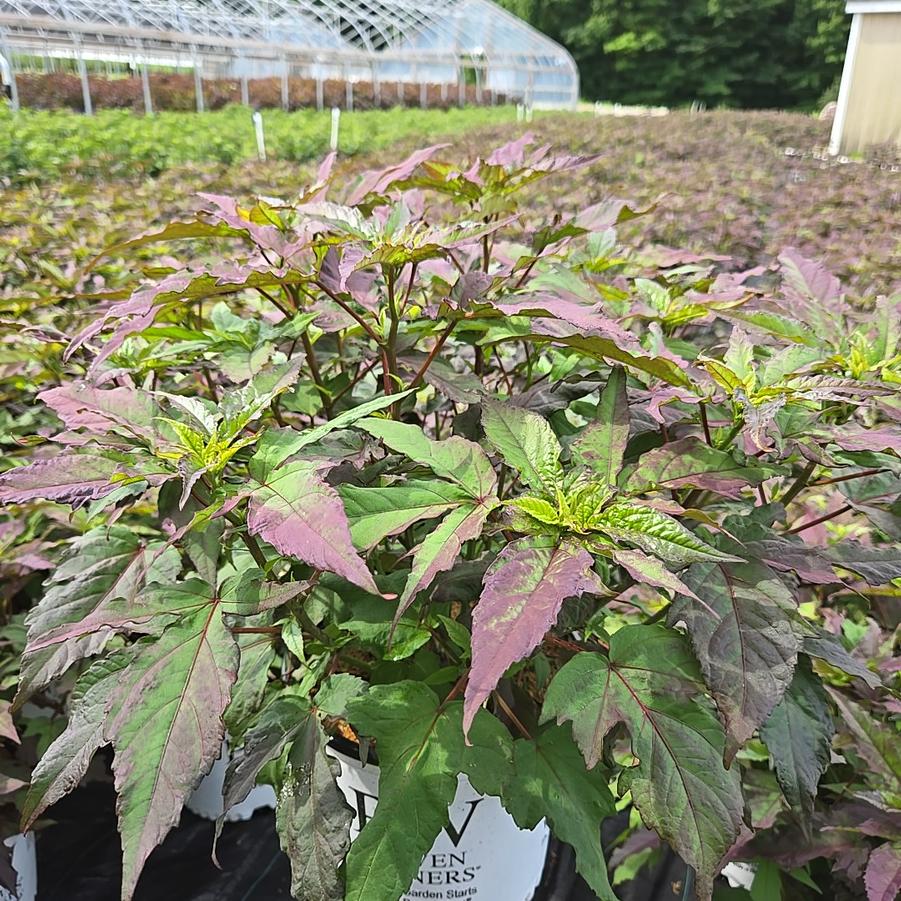 Hibiscus x Summerific® Evening Rose