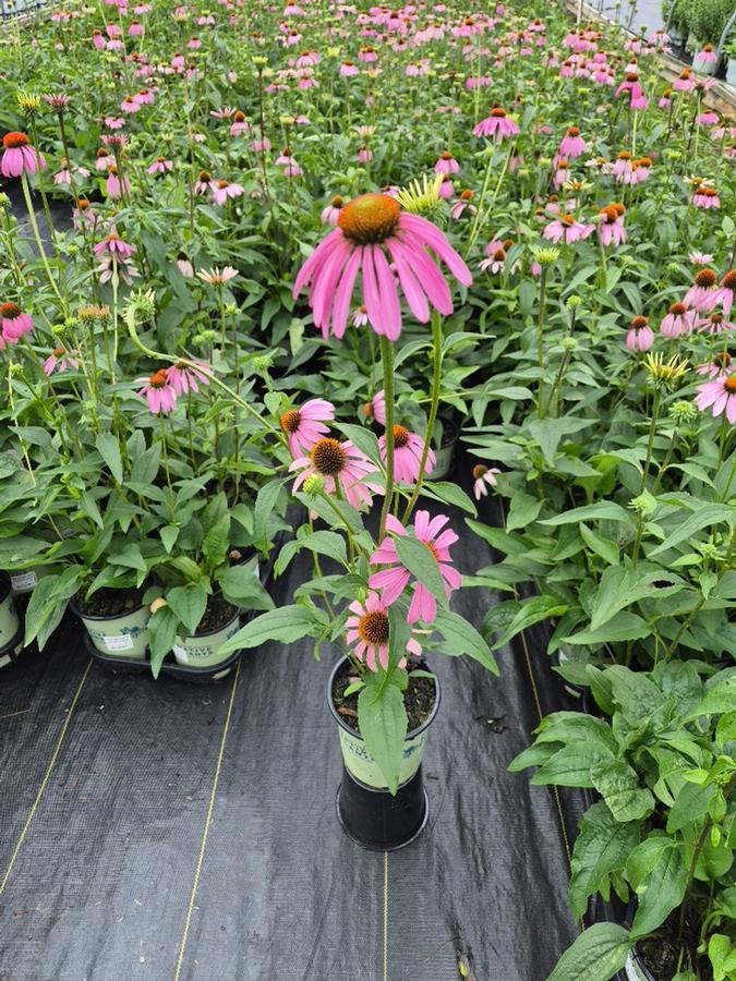 Echinacea purpurea 