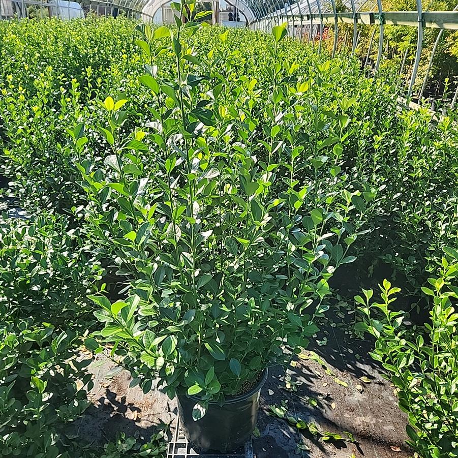 Euonymus kiautschovicus Manhattan