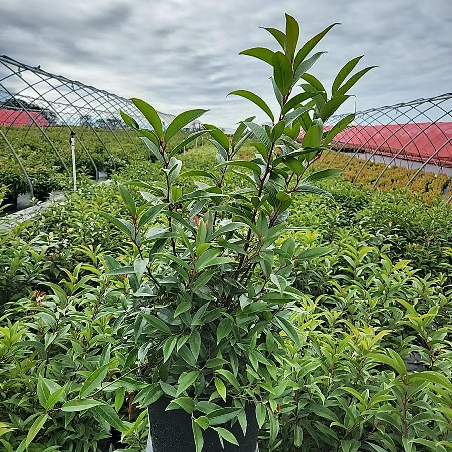 Leucothoe axillaris 'Rejoyce'