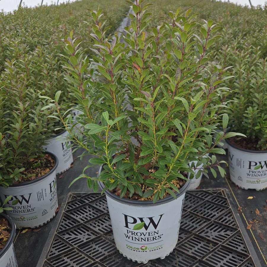 Ilex glabra Strongbox®