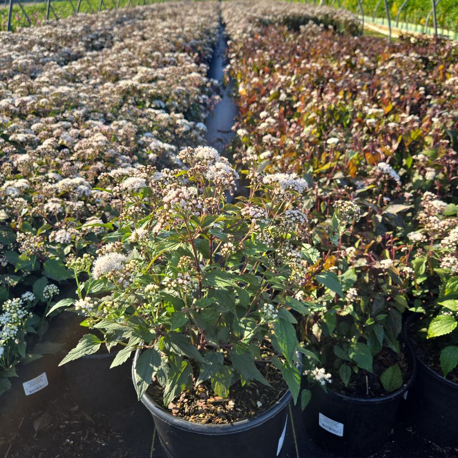 Eupatorium rugosum Chocolate
