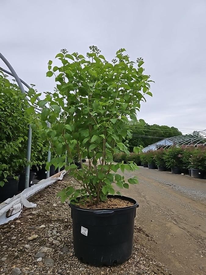 Viburnum dentatum NativeStar® 'Plum Pudding'