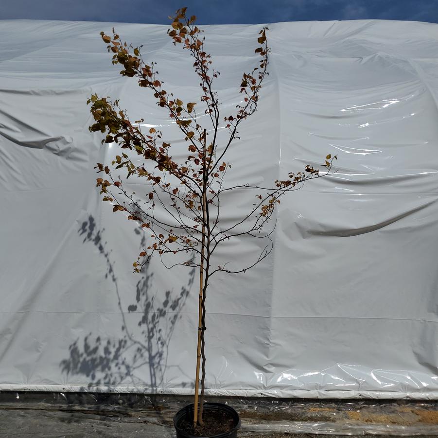 Cercis canadensis Flame Thrower®