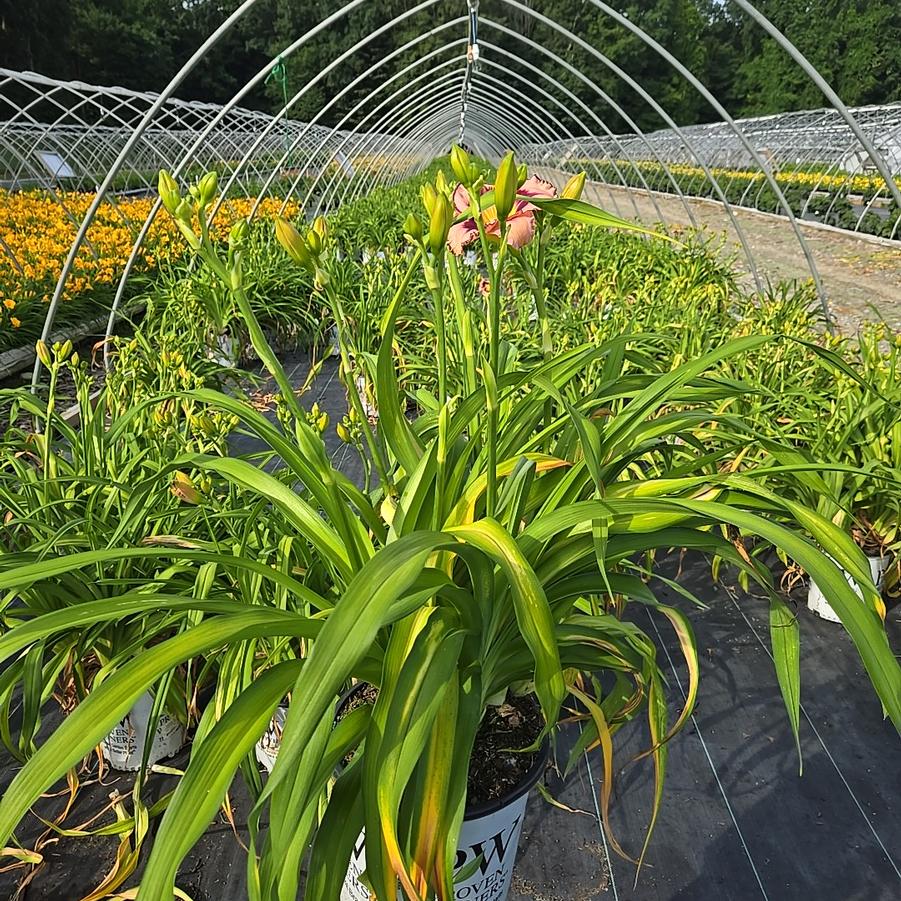 Hemerocallis hybrid Rainbow Rhythm® 'Sound of My Heart'