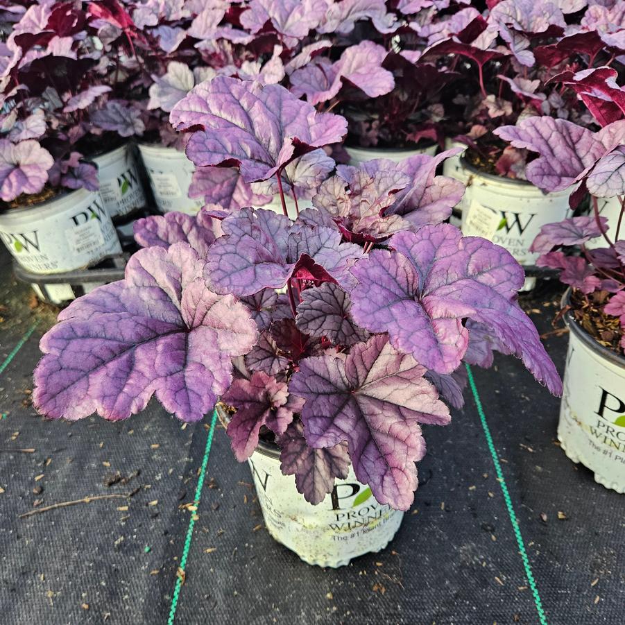 Heuchera hybrid Dolce® 'Wildberry'