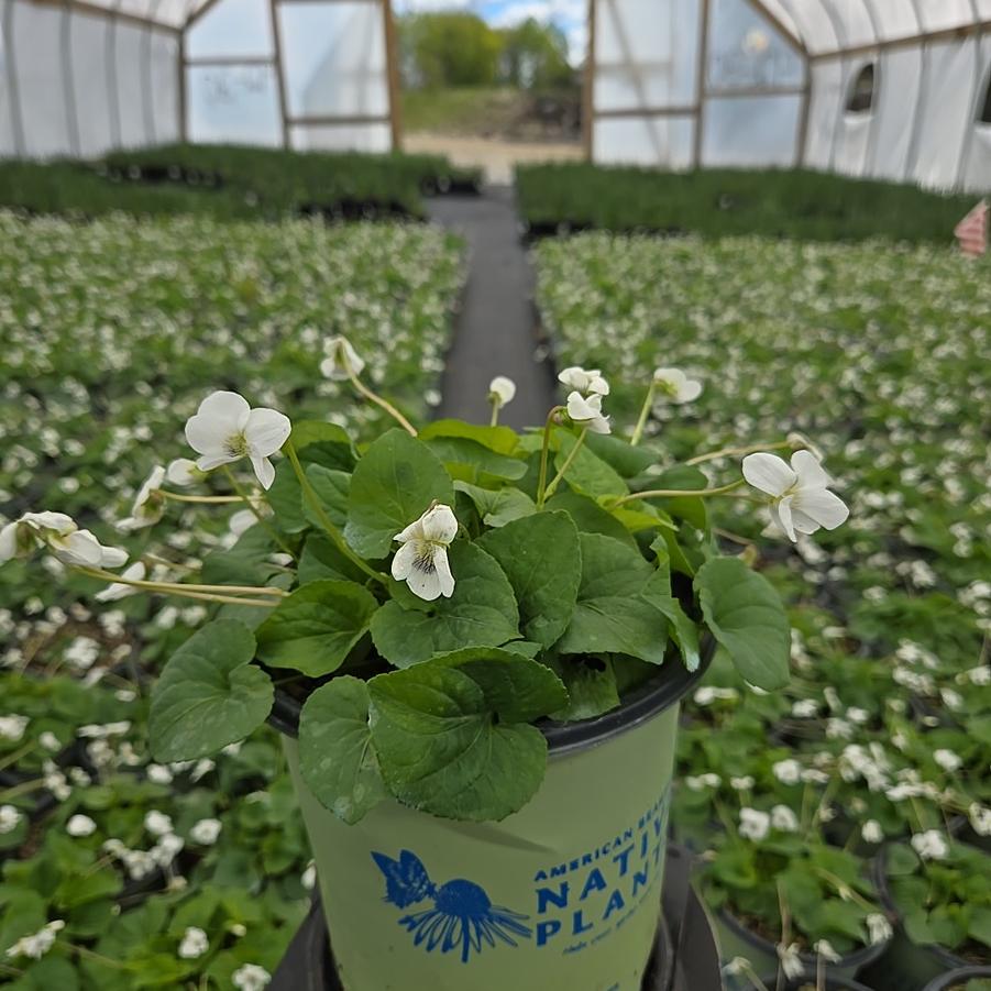 Viola striata 