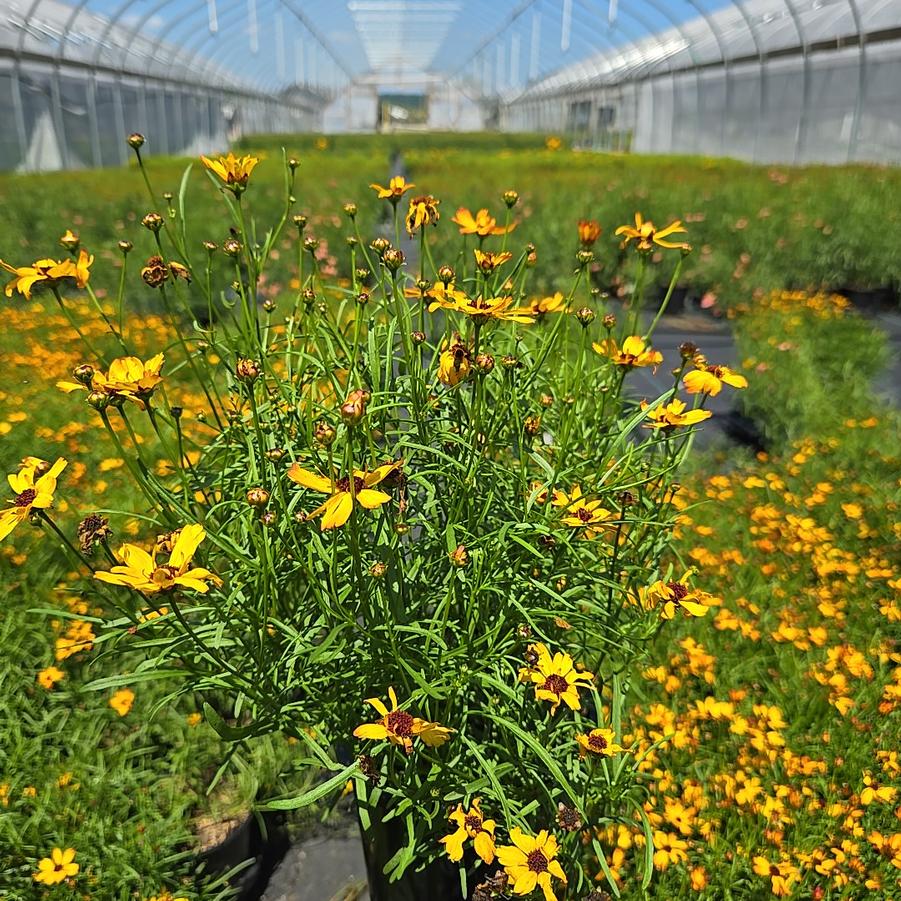 Coreopsis verticillata Permathread™ 'Butter Rum'