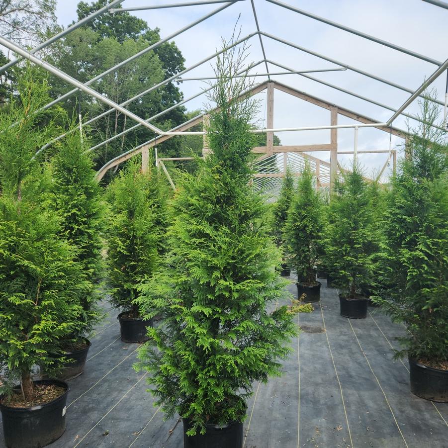 Thuja occidentalis Full Speed A Hedge®