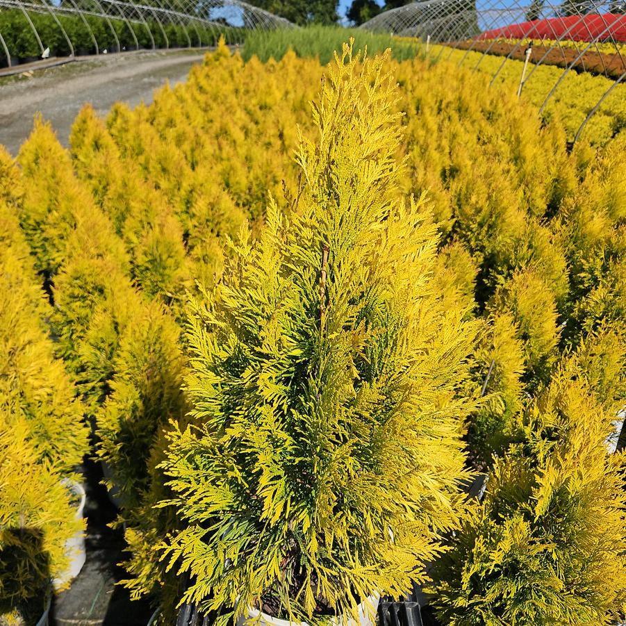 Thuja plicata Fluffy®
