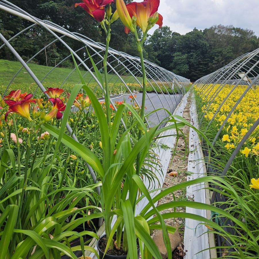 Hemerocallis 'Prairie Wildfire'