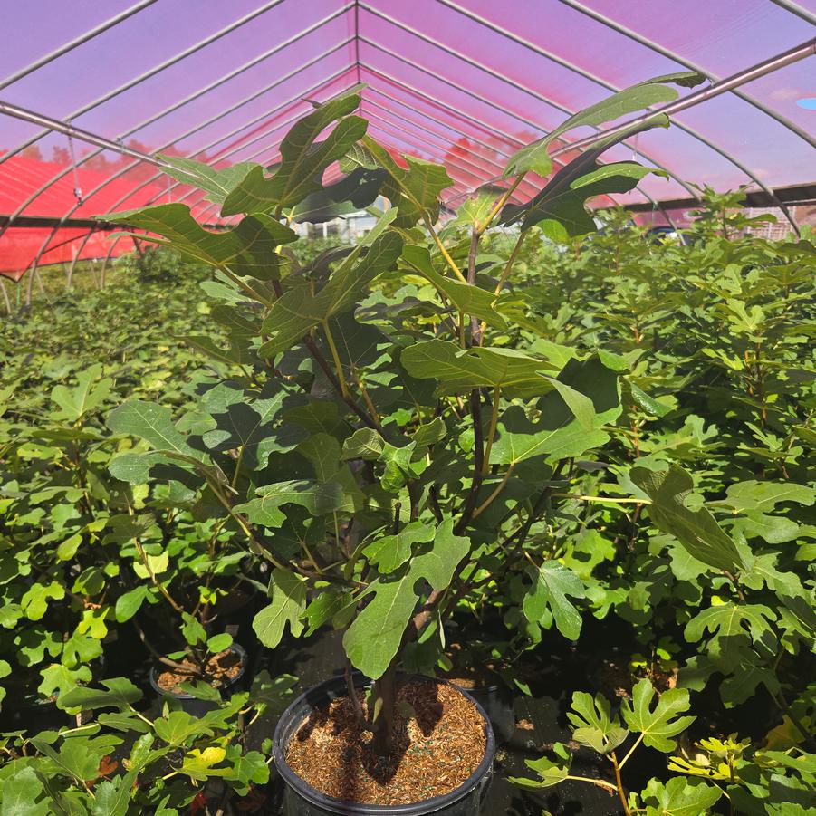 Ficus Italian Everbearing