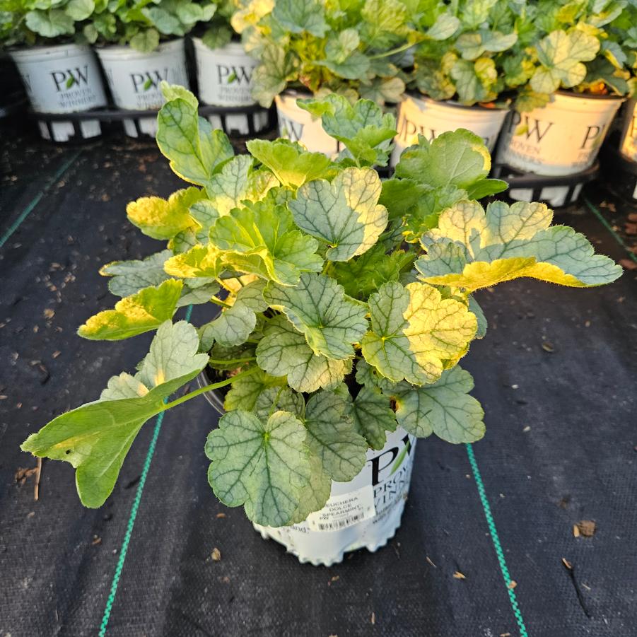 Heuchera hybrid Dolce® 'Spearmint'