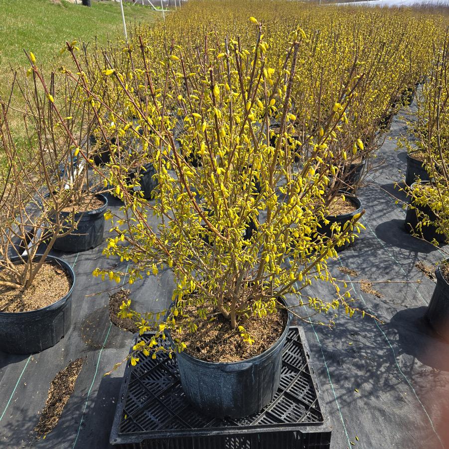 Forsythia x intermedia 'Lynwood Gold'