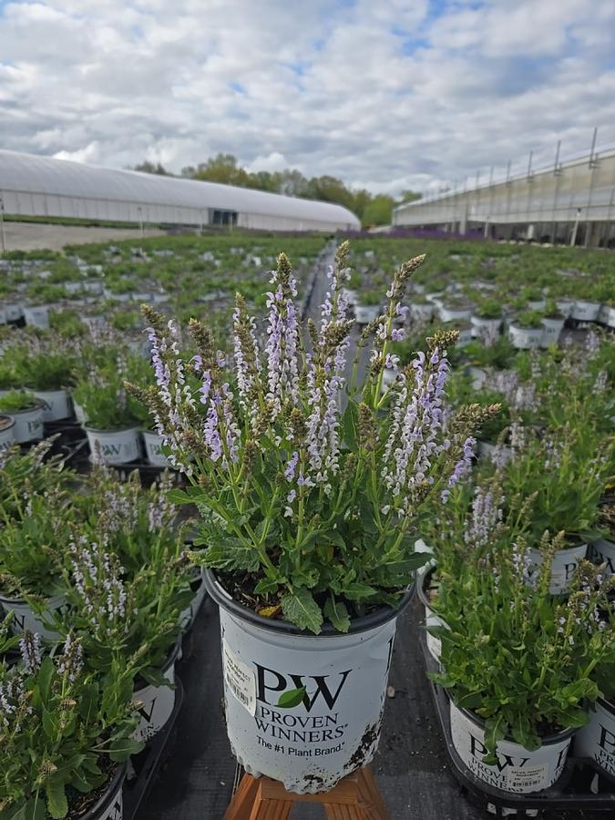Salvia nemerosa 'Perfect Profusion'