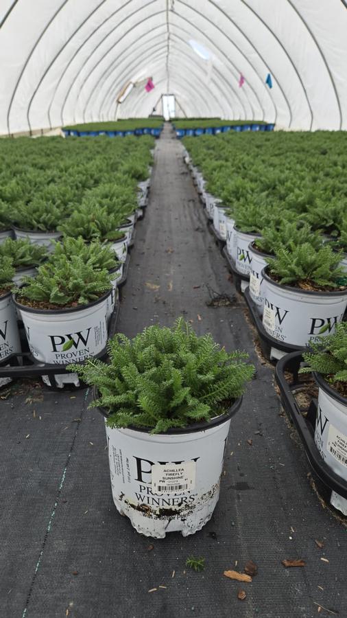 Achillea x 'Firefly Sunshine'