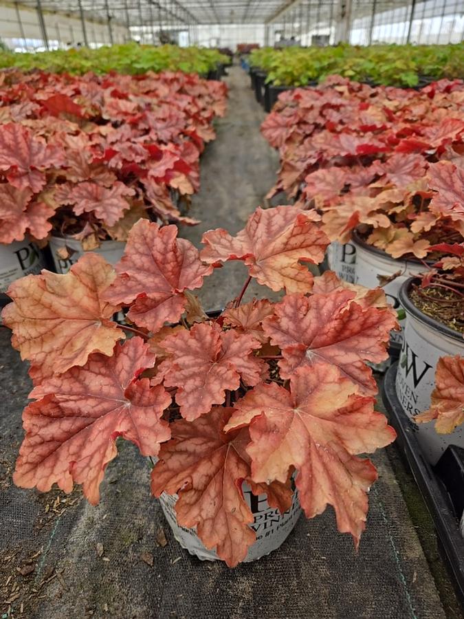 Heuchera hybrid Primo™ 'Peachberry Ice'