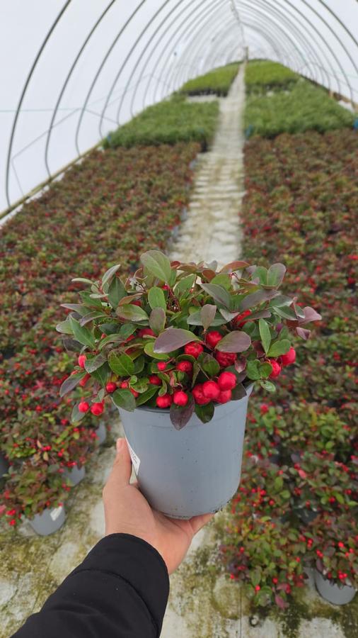 Gaultheria procumbens 