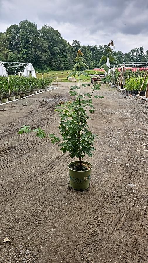 Acer saccharum 